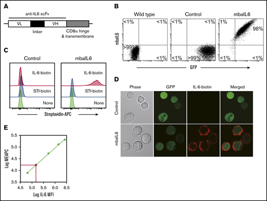 Design and expression of mbaIL6. (A) Schema of the mbaIL6 construct. (B) mbaIL6 and GFP expression in Jurkat cells transduced with either GFP alone (“Control”) or GFP plus mbaIL6, labeled with biotin-conjugated goat anti-human F(ab′)2 and streptavidin-APC. (C) IL-6 binding of control or mbaIL6-transduced Jurkat cells, labeled with IL-6 biotin and streptavidin-APC. Soybean trypsin inhibitor (STI)–biotin was used as a labeling control. (D) Control or mbaIL6-transduced Jurkat cells were labeled with IL-6 biotin and streptavidin-APC; confocal images were captured with a 60× objective lens. (E) Log10 molecules of equivalent APC (MEAPC) and log10 mean fluorescence intensity (MFI) were plotted on a standard curve constructed using allophycocyanin calibration particles (ACP-30-5K). Using the MFI of IL-6–biotin bound to mbaIL6 in the transduced Jurkat cells, the average number of receptors per cell was estimated as follows: log MFI of mbaIL6, 5.27956; log molecules of equivalent APC, 4.321 by intrapolation; yielding 104.321 = 20 941 mbaIL6 receptors per cell. VH, variable heavy chain; VL, variable light chain.