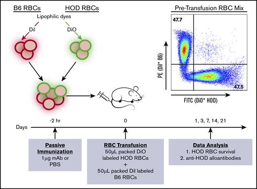 Experimental design. Recipient mice received a passive immunization with 1 μg of anti-HOD monoclonal antibody (anti-HOD mAb), nonspecific mAb, or PBS control followed by an RBC transfusion. Each transfusion consisted of 100 μL of packed leukoreduced RBCs at 20% hematocrit, with 50 μL of allogeneic HOD RBCs, and 50 μL syngeneic B6 RBCs, labeled with DiO and DiI lipophilic dyes, respectively. Before transfusion, labeled HOD-DiO and B6-DiI RBCs were mixed at a 1:1 ratio and analyzed on a flow cytometer to determine the pretransfusion ratio. After transfusion, RBCs and sera were collected from experimental mice and used to determine RBC survival and alloantibody production.