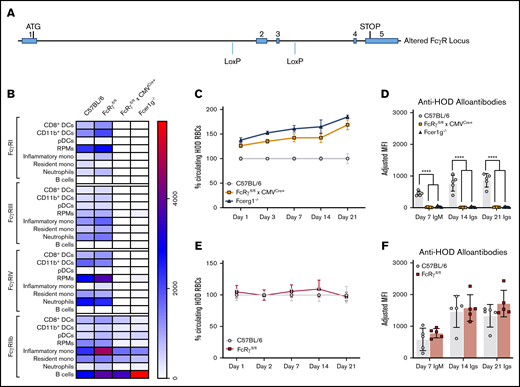 Generation of a new FcRγfl/fl mouse. A new mouse was designed to have conditional expression of activating Fc receptors. (A) Fcer1g gene locus showing insertion of LoxP recognition sequences flanking exons 2 and 3. Splenocytes were harvested from B6, FcRγfl/fl, FcRγfl/fl × CMVCre+, and Fcer1g−/− mice and (B) evaluated for expression of FcγRI, FcγRIII, FcγRIV, and FcγRIIb on multiple leukocyte subsets; MFIs of FcγRs are displayed in a heat map. To evaluate whether insertion of LoxP sites interfered with clearance and alloantibody production, B6 and FcRγfl/fl mice were passively immunized with anti-HOD mAb followed by an RBC transfusion. HOD RBC survival (C) and anti-HOD alloantibodies (D) were evaluated over 21 days. In analogous experiments, immune responses in FcRγfl/fl × CMVCre+, and Fcer1g−/− were directly compared and HOD RBC survival (E) and anti-HOD alloantibody production (F) were evaluated. Each experiment was performed 3 times with 3 to 5 mice per group. Representative data are shown. Data were analyzed with a repeated measures 2-way ANOVA with multiple comparisons test to control B6 mice. ****P ≤ .0001.