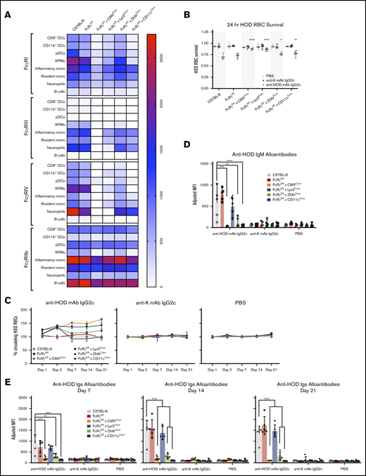 Absence of activating FcγR expression in cells driven by CD11c or Zbtb promoters abrogates RBC alloimmunization. (A) FcRγfl/fl mice were bred with cre-expressing transgenic mice and spleens were harvested and stained with antibodies to delineate cell subsets and FcγR expression and relative MFIs of individual FcγRs are displayed as a heat map. To assess the functional consequence of modulating expression of activating FcγRs, recipients were passively immunized with anti-HOD mAb IgG2c, nonspecific anti-K mAb IgG2c, or control PBS followed by an RBC transfusion (as described in Figure 1). Survival of HOD RBCs was calculated at 24 hours posttransfusion (B) and over a 21-day time course (C). IgM (D) and total Igs (E) anti-HOD alloantibodies were determined for days 7, 14, and 21 by flow crossmatch. Each experiment was performed 3 times with 3 to 5 mice per group. Representative data are shown. Data were analyzed with a 1-way ANOVA with Dunnett multiple comparisons test to control B6 mice. *P ≤ .05, **P ≤ .01, ***P ≤ .001, ****P ≤ .0001.