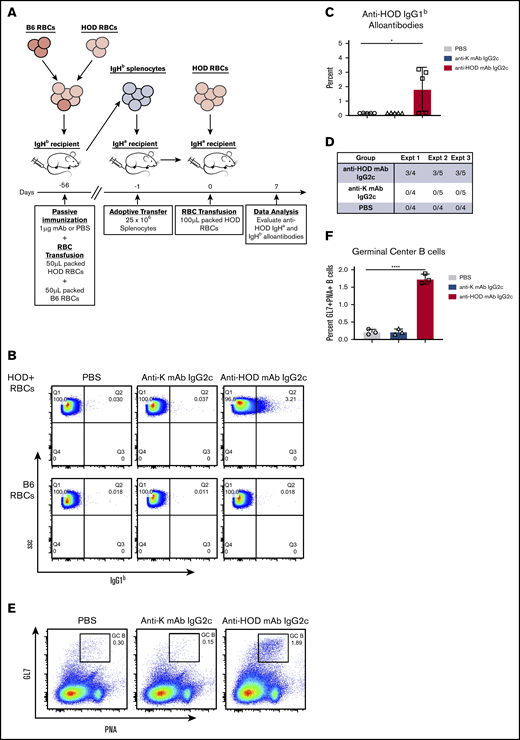 Passive immunization with anti-HOD mAb promotes memory lymphocyte formation. (A) General experimental design to test whether passive immunization can lead to RBC-specific lymphocyte memory formation. (B) One week posttransfusion sera from B6.IgHa recipients were collected assayed for IgG1b alloantibodies by flow crossmatch against HOD and control B6 RBCs. The percent of IgG1b+ HOD RBCs for a representative experiment is shown (C) and the number of mice with detectable memory responses across all experiments is provided (D). In parallel, splenocytes were harvested and stained with antibodies against CD19, I-Ab, GL7, and PNA to identify germinal center B cells. Representative flow plots (E) and percentage of germinal center B cells (F) are shown. Flow plots are gated on CD19+I-Ab+Thy1.1−Thy1.2− leukocytes. Each experiment was performed 3 times with 3 to 5 mice per group. Data were analyzed with a 1-way ANOVA with Dunnett multiple comparisons test to the control PBS group. *P ≤ .05; ****P ≤ .0001.