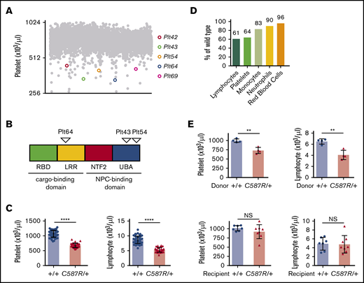 Mutations in the Nxf1 gene cause lymphopenia and thrombocytopenia. (A) Peripheral blood platelets count from 7-week-old G1 offspring of N-ethyl-N-nitrosurea–mutagenised BALB/c males. (B) Position of amino acid substitutions on the Nxf1 protein. (C) Automated analysis of platelet and lymphocyte counts in Nxf1C587R/+ mice and WT littermate controls. (D) Average decrease in the hematopoietic population. (E) The C587R phenotype is BM-derived. Platelet and lymphocyte counts in lethally irradiated WT recipients reconstituted with C587R/+ or littermate control BM (top). Cell counts in lethally irradiated C587R/+ and control recipients reconstituted with WT BM (bottom). Circles and triangles represent cell counts for an individual mouse. Data show mean with standard deviation (SD). **P < .01; ****P < .0001. LRR, leucine-rich repeat; NS, nonsignificant; NTF2, nuclear transport factor 2–like domain; Plt, platelet; RBD, RNA-binding domain; UBA, ubiquitin-associated–like domain.