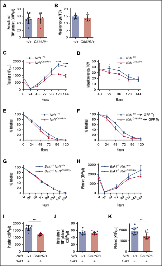 The C587R mutation sensitizes platelet to apoptosis without compromising megakaryopoiesis. (A) Absolute numbers of reticulated platelets were determined by thiazole orange staining. (B) Average megakaryocyte number per field of view (average of 6 fields per individual mice; n = 5 mice per group). (C) Average platelet count in response to APS-induced thrombocytopenia in C587R/+ mutant and littermate controls; n = 5 mice per group. (D) Average megakaryocyte number per field of view (average of 5 fields per individual mice; n = 3 mice per group) upon APS-induced thrombocytopenia. (E) C587R/+ platelets have a survival defect. Platelet survival curve in C587R/+ mutant and control mice. Platelets were labeled via IV injection of DyLight 488–conjugated anti-GPIbβ antibody. Data represent mean ± SD; n = 6 mice per group. (F) Survival defect is cell-intrinsic. Platelets purified from C587R/+ mice and littermate controls were injected IV into GFP-transgenic recipients to assess their survival; n = 5 mice per group. (G) Loss of proapoptotic gene Bak1 restores survival defect. Platelet survival curve in Bak1−/−Nxf1C587R/+ and Bak1−/− control mice. (H) Platelet counts in response to APS-induced thrombocytopenia in Bak1−/−Nxf1C587R/+ and Bak1−/− littermate controls; n = 3-4 mice per group. (I) Platelets count in splenectomized Bak1−/−Nxf1C587R/+ and Bak1−/− control mice. (J) Absolute numbers of TO+ reticulated platelets in Bak1−/−Nxf1C587R/+ and Bak1−/− control mice. (K) Platelet counts in splenectomized Bak1−/−Nxf1C587R/+ and Bak1−/− control mice. (A-B,I-K) Circles and triangles represent cell counts for an individual mouse. Data show mean with SD. *P < .05; **P < .01; ***P < .001; and ****P < .0001. FOV, field of view; GFP, green fluorescent protein; Tg, transgenic; TO, thiazole orange.