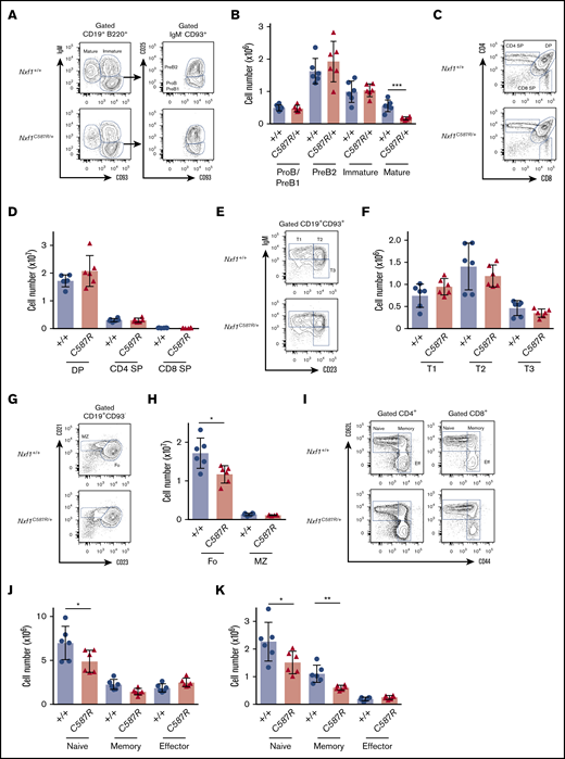 Peripheral lymphocytes but not progenitors are decreased in C587R/+ animals. (A) Representative FACS plots of B-cell compartments in the BM of Nxf1C587R/+ and WT control animals. Gates indicate CD93+IgM− progenitor B cells, CD93+ IgM+ immature B cells, and CD93−IgM+ mature B cells. CD93+IgM−CD25+ are pro-B/pre-B1 and CD93+IgM−CD25− are pre-B2. (B) Absolute cell numbers in C587R/+ mutant and control animals. (C) Representative FACS plots of developing T cells in the thymus of Nxf1C587R/+ and WT control animals. (D) Absolute cell numbers. (E) Representative plots of transitional B cells in the spleen of Nxf1C587R/+ and WT control animals. Gates indicate IgMhighCD23low T1, IgMhighCD23+ T2, and IgMlowCD23+ T3 transitional B cells. (F) Absolute cell numbers in C587R/+ mutant and control animals. (G) Representative plots of Fo CD21+CD23+ B cells and CD21highCD23low MZ B cells in the spleen of Nxf1C587R/+ and WT control animals. (H) Fo B cells are decreased mutant animals. Absolute splenic B-cell numbers. (I) Representative plots of CD4 and CD8 T-cell compartments in spleen of Nxf1C587R/+ and WT control animals. Gates indicate CD62L+CD44low naive, CD62L+CD44high memory and CD62L−CD44high effector T cells. (J) Naive T cells are decreased in C587R/+ mutant animals. Absolute T cells number within the CD4 (J) and CD8 (K) compartments. Circles and triangles represent cell numbers for an individual mouse. Data show mean with SD. *P < .05; **P < .01; and ***P < .001. DP, double positive; IgM, immunoglobulin M; SP, single positive.