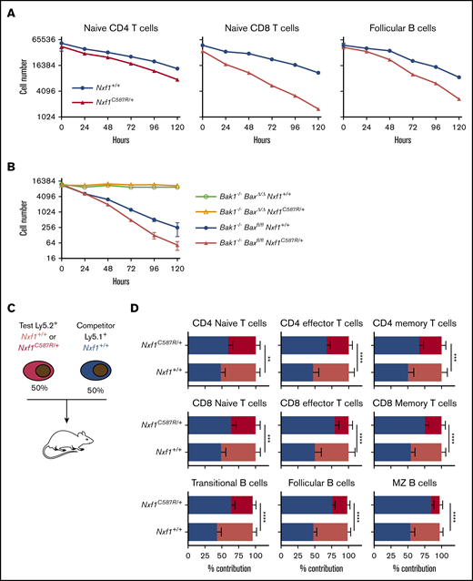 C587R mutant peripheral lymphocytes are sensitized to apoptosis and underrepresented under competitive condition (A) Peripheral lymphocytes carrying the C587R mutation are sensitized to apoptosis. Growth factor deprivation assay of FACS-sorted naive CD4, CD8 T cells and Fo B cells from either C587R/+ or WT animals. Representative experiment of 3. Each point is the average of 3 technical replicates and bar represents standard deviation. (B) The deleterious effect of the C587R mutation on B-cell survival is masked by the deletion of Bax and Bak1. Representative experiment of 2. Each point is the average of 3 technical replicates and bar represents standard deviation. (C) BM competitive transplant assay. (D) Peripheral B- and T-cell compartments are underrepresented in competitive BM chimera. Twelve weeks posttransplant, the relative representation of “test” and “competitor” cells among splenic lymphocytes was assessed. Data show mean with SD. **P < .01; ***P < .001; and ****P < .0001.