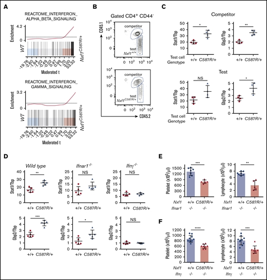 The C587R mutation in the hematopoietic lineage causes an interferon-signature in lymphocytes. (A) Representative barcode enrichment plots of IFN signatures in C587R/+ CD8-naive T cells. (B) Mixed BM chimeras were set up as shown for Figure 4C. Representative FACS plot showing chimerism in the CD4-naive compartment: WT CD45.1+CD45.2+ “competitor cells” coexisting with either WT (top panel) or C587R-mutant CD45.2+ “test cells” (bottom panel). (C) The IFN signature is hematopoietic in origin and the result of paracrine signaling. Quantitative PCR results show that the IFN-stimulated genes Stat1 and Gbp2 are upregulated in “competitor cells” when in presence of C587R/+ mutant “test cells.” Each point represents the value obtained from CD4 T cells sorted an individual mouse. (D) The IFN signature is dependent on IFNγ signaling. The IFN signature was maintained in C587R mutant CD4-naive T cells purified from mice lacking the Ifnar1 gene but not the Ifnγ gene. Each point represents the value obtained from CD4 T cell sorted an individual mouse. The loss of Ifnar1 (E) or Ifnγ (F) did not restore neither lymphopenia nor thrombocytopenia. (E) Circles and triangles represent cell numbers for an individual mouse. Data show mean with SD. *P < .05; **P < .01; ***P < .001; and ****P < .0001.