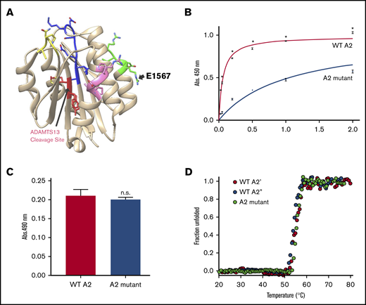 Identification of fibrin contact regions in the A2 domain of VWF. (A) Crystal structure of the A2 domain. Magenta, green, and blue colors show regions containing putative binding sites for fibrin. The amino acid residue E1567 (green) analyzed in this study is depicted as a point of reference; red shows the location of the ADAMTS-13 cleavage site. (B) Increasing concentrations of either the WT A2 protein or A2 mutant were incubated with immobilized thrombin-generated fibrin in microtiter wells. The A2 mutant had significantly lower binding activity for fibrin (half-maximal binding, 1.03 ± 0.079 µM) than the WT A2 protein (half-maximal binding, 0.06 ± 0.004 µM). Each point in the graph represents the mean ± standard error of the mean of 3 determinations. Use of monoclonal antibody (C) and circular dichroism thermal unfolding (D) shows that the overall structure of the A2 protein was not altered by the mutation E1567A. (D) Assessment of 2 different batches of the WT A2 protein. *P < .05. Abs, absorbance; n.s., not significant.