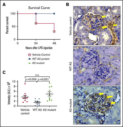 The A2 protein exerts its beneficial effect via fibrin in vivo. (A) Survival curve depicting the effect of the A2 mutant (n = 12) in LPS-treated mice as compared with LPS-treated mice with either the WT A2 protein (n = 10) or saline (n = 6). The difference is statistically significant (P < .05). (B) Kidneys were harvested at 24 hours after the administration of LPS to mice and stained for fibrin. Dark brown color depicts the fibrin deposition (yellow arrow), and randomized areas were selected for analysis using ImageJ. (C) In comparison with mice treated with the WT A2 protein, an increased fibrin deposition was notable for mice that received saline or the A2 mutant (n = 10 per group, unpaired subjects). The difference between the WT A2 and control or the A2 mutant protein was significant. A.U., arbitrary unit.