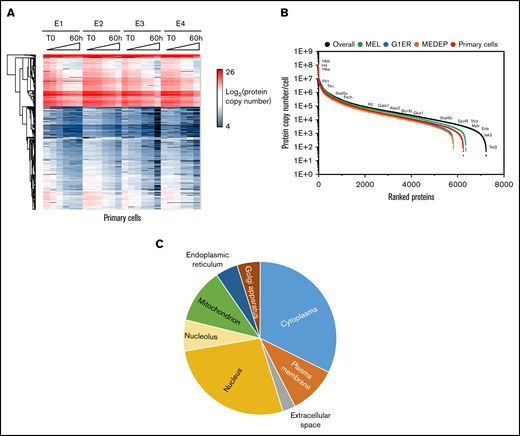 Overall proteomic results. (A) Hierarchical clustering analysis of the proteins quantified in the 4 experiments (E1-E4) with primary cells (log2 of copy numbers). (B) Range of protein expression in the different cellular models. For each cellular model, the mean expression value at each differentiation time was calculated, and the highest mean was used for this figure. (C) Subcellular distribution of the quantified proteins, according to Gene Ontology cellular component annotations. Absolute quantifications were determined using histones as the reference.