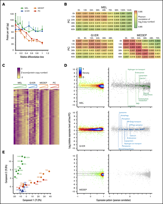 Comparison of primary cell differentiation with that of MEL, G1ER, and MEDEP cells. (A) Evolution of the total protein content throughout the differentiation process. The total protein content was calculated by summing the amounts of each protein quantified by MS analysis. (B) Comparison of the primary cell (PC) proteome throughout the differentiation process with the proteomes of MEDEP, MEL, and G1ER cells. Values correspond to Pearson correlation coefficients. (C) Hierarchical clustering analysis of protein expression during TED of MEL, G1ER, MEDEP, and PCs. Protein expression values were z-score transformed before clustering analysis. (D) Comparison of the expression pattern and the absolute protein expression in PCs and cells from cellular models. Each point corresponds to one of the proteins quantified in both PCs and the cell line. The Pearson correlation coefficient of the expression pattern (x-axis) was calculated after z-score transformation of the quantification values. The ratio of the median expression value in the cell line to the median expression value in PCs is indicated (y-axis). Right: Gene Ontology cellular component term enrichment analysis. Annotations (triangles) are superimposed on individual protein data. The coordinates of the crosses correspond to the median values of all proteins carrying the concerned annotation. (E) PCA of the proteome evolution in the different cellular models. Log2 of the expression values were used for this analysis: green dots, MEL cells; blue dots, G1ER cells; orange dots, MEDEP cells; red dots, PCs.