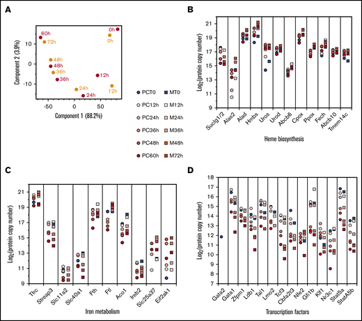 Comparison of MEDEP and primary cell differentiation. (A) PCA of the proteome evolution in primary cells (red dots) and MEDEP cells (orange dots) at different differentiation stages. Z-score transformation values were used for this analysis. (B-C) Absolute quantification of proteins involved in heme biosynthesis (B) and in iron metabolism (C) in primary erythroid precursors (PC, circles) and MEDEP cells (M, squares) during the differentiation process. (D) Absolute quantification of transcription factors involved in erythroid differentiation during primary cell and MEDEP cell differentiation (same symbols as in panels B and C).