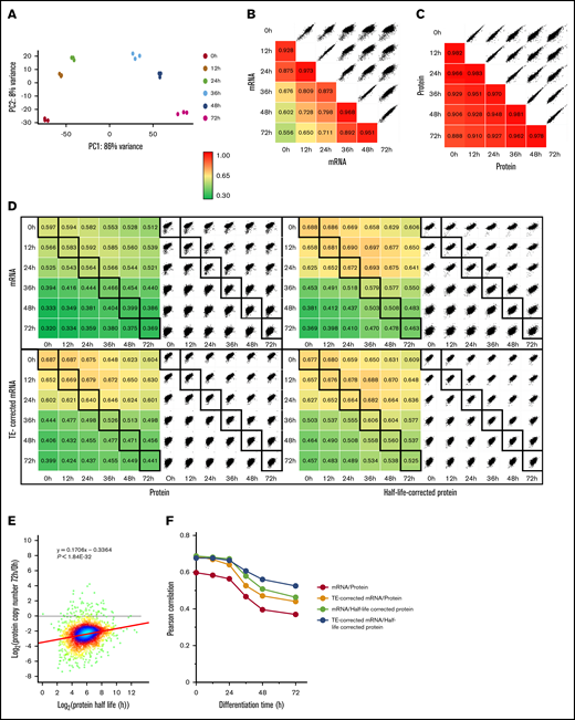 Relationship between the transcriptome and the proteome during MEDEP differentiation. (A) PCA of the mRNA expression in the 3 independent differentiation experiments using MEDEP cells (rlog: regularized log2 of read count values for the 500 most variable genes). (B-C) Pearson correlation analysis of the mRNA (B) and protein (C) expression during MEDEP differentiation. Log2 values of the expression values in transcripts per million reads (mRNA) or copy number per cell (proteins) were used for calculation. (D) Relationship between mRNA and protein expression, determined by Pearson correlation analysis, using the same expression values as in panels B and C. TE-corrected RNA values were obtained by multiplying RNA expression values by their TE factor obtained from Alvarez-Dominguez et al.31 Half-life–corrected protein values were obtained by dividing protein expression values by their half-life obtained from Schwanhäusser et al.32 (E) Correlation between the modification of protein expression during TED and protein stability. (F) Both TE and protein stability contribute to the poor correlation between the MEDEP cell transcriptome and proteome during TED.