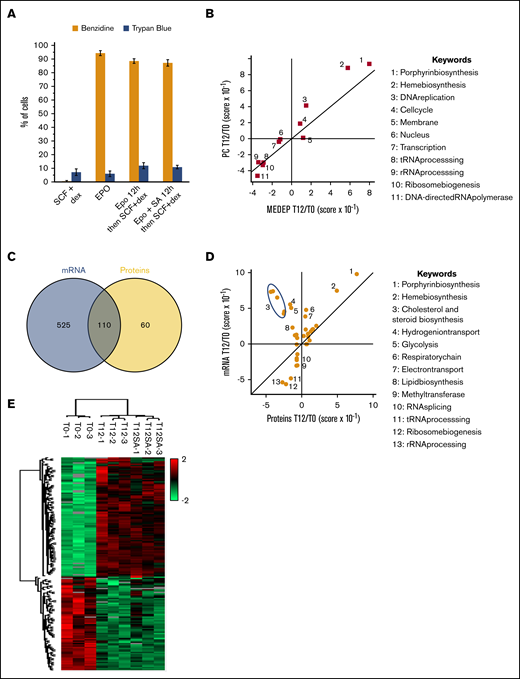 Changes in gene expression at the onset of MEDEP differentiation. (A) MEDEP differentiation induction by growth factors. MEDEP cells were treated for 72 hours with SCF and dex or Epo or, where indicated, for 12 hours only with Epo in the presence or absence of succinyl acetone (SA) and then with SCF+dex after removal of Epo. After 72 hours, hemoglobinization was monitored by benzidine staining and cell viability by trypan blue exclusion. (B) Two-dimensional annotation enrichment analysis of the proteome modifications occurring during the first 12 hours in MEDEP and primary cell differentiation was performed, using the Uniprot Keywords database (supplemental Table 1). This method identifies annotation terms whose corresponding proteins exhibit consistent behavior in 1 data set and analyzes the behavior of all proteins with the same annotation in a second data set, thus enabling the detection of similarities or divergences. (C) Venn diagram showing the mRNA and proteins with a significant modification during the first 12 hours of MEDEP differentiation. Only gene expression quantified at both the transcriptomic and the proteomic level were used for this analysis. (D) Two-dimensional annotation analysis of the transcriptome and proteome modifications during the first 12 hours of MEDEP differentiation. (B,D) Keyword annotations corresponding to the numbers on the main graph (right). (E) Hierarchical clustering analysis of the proteins differentially expressed after 12-hour incubation with Epo (T12H) or with Epo and SA (T12HSA), compared with cells incubated with SCF and dex (T0) (z-score–transformed values).