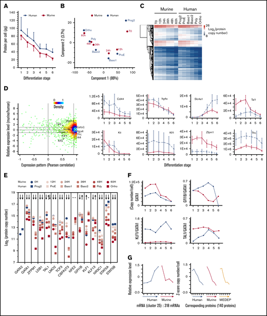 Comparison of the evolution of the erythroblast proteome during human and murine erythropoiesis. (A) A comparison of the overall protein content in primary human and murine erythroblasts. The total protein content was calculated by summing the amounts of each protein quantified by MS analysis. (B) PCA of the protein expression in murine and human erythroblasts (log2 of the copy number per cell values). (C) Hierarchical clustering analysis of the protein expression (in log2) during murine and human erythropoiesis. (D) Comparison of the expression pattern and the absolute protein expression in murine and human erythropoiesis. Each point corresponds to one of the proteins quantified in both human and murine erythropoiesis. The Pearson correlation coefficient of the expression pattern (x-axis) was calculated after z-score transformation of the expression values. The ratio of the median expression value in mice to the median expression value in human erythropoiesis is indicated (y-axis). Right: the expression of selected proteins is indicated (protein copy number in linear scale). (E) Expression of the main transcription factors during human and murine erythropoiesis. (F) Absolute expression of Gata1 and relative expression of Gfi1B, Tal1, and Klf1 compared with Gata1 during human and murine erythropoiesis. (G) Mean expression (left) of 318 mRNAs with an opposite pattern of expression during human and murine erythropoiesis.16 A total of 140 proteins encoded by these mRNAs were quantified in both human and murine primary cells and in MEDEP cells (right). See supplemental Figure 7 for a comprehensive comparison of the protein expression in the different clusters reported in An et al.16