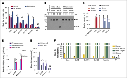 Soils accelerate clotting of plasma from humans but not from dolphins or a bird. (A) Clot times of normal, PK-depleted, or FXII-depleted plasma by soils. (B) Western blot analysis of plasma, supplemented with or without CTI, after incubation with soil B. Full-length (FL) HK was fully converted to light chain fragment (LCF) after 30 minutes. No HK or LCF is seen in the lane with HK-depleted plasma. (C) Quantifying data in panel E, using densitometry of bands of FL and LCF. (D) Activation of purified PK and HK by soil. Dashed lines represent fully converted FXIIa and kallikrein activity after activation of PK by purified FXIIa. (E) Clot times with an antibody that inhibits FXI activation by FXIIa (14E11). (F) Clot times of plasma, comparing FXII-deficient vertebrates with humans. n = 5. *P < .01; **P < .001. Error bars represent SEM.