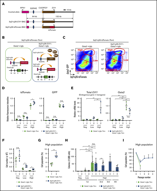 An EVI1 plus Gata2 High population has replicative potential. (A) Structures of the inv(3) allele, the 3q21q26-EVI1 BAC, and the 3q21q26-tdTomato BAC. In the 3q21q26-tdTomato BAC, a tdTomato reporter gene was introduced at the translation start site of the EVI1 gene in the parental 3q21q26-EVI1 BAC. (B) Dual-reporter mouse to monitor the effects of inv(3)-driven EVI1 and endogenous Gata2 expression by tdTomato and green fluorescent protein (GFP) fluorescence, respectively. (C) Representative flow cytometric profiles of bone marrow cells recovered from Gata2+/gfp::Tom or 3q21q26-EVI1::Gata2+/gfp::Tom mice. (D) Relative intensities of tdTomato (left) and GFP (right) fluorescence in High, Low, and Negative sorted populations (C). The average values for the High population in Gata2+/gfp::Tom mice was set as 1. (E) Relative mRNA levels of transgenic human plus endogenous mouse EVI1 (left) and mouse endogenous Gata2 mRNA (right). mRNA abundance was normalized to glyceraldehyde-3-phosphate dehydrogenase mRNA. The average values for the High population in Gata2+/gfp::Tom mice was set as 1. (F) Absolute number of High, Low, and Negative cells in Gata2 haploinsufficient mice either containing or lacking the 3q21q26-EVI1 BAC. (G) Percentages of “High” population cells in the bone marrows of Gata2+/gfp::Tom and 3q21q26-EVI1::Gata2+/gfp::Tom mice. (H) Colony-forming potential of High, Low, and Negative populations of Gata2+/gfp::Tom and 3q21q26-EVI1::Gata2+/gfp::Tom mice. Note that the EVI1-/Gata2-High population has high colony-forming potential, and that EVI1 overexpression alone confers serial replating potential on the High cell population. (I) Percentages of High population cells in primary and subsequent passage colonies derived from High populations of Gata2+/gfp::Tom and 3q21q26-EVI1::Gata2+/gfp::Tom mice. Values represent the means ± standard deviations (SDs). *P < .05; **P < .01 (unpaired Student t test). n.s., not significant.