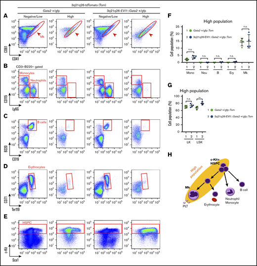EVI1 plus Gata2 High fraction contains HSPC and Mks. (A-E) Representative flow cytometric profiles of High and Low/Negative populations in Gata2+/gfp::Tom and 3q21q26-EVI1::Gata2+/gfp::Tom mouse bone marrows. Red circles and boxes in each panel represent populations of Mk cells (A), monocytes and neutrophils (B), B cells (C), erythrocytes (D), and HSPC (E). (F) Percentages of High population cells falling into cell type-specific gated fractions from Gata2+/gfp::Tom (green circle) and 3q21q26-EVI1::Gata2+/gfp::Tom (blue circle) mouse bone marrows; monocytes (Mono), neutrophils (Neu), B cells (B), erythroid cells (Ery), and Mks. (G) Percentages of High populations in LK and LSK fractions from Gata2+/gfp::Tom (green circle) and 3q21q26-EVI1::Gata2+/gfp::Tom (blue circle) mouse bone marrows. (H) Cell populations contained in High population (yellow background ellipse). Note that HSPC and Mk-lineage cells are both enriched in the High population. Values represent the means ± SD. **P < .01 (unpaired Student t test).