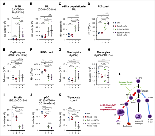Inv(3)-driven EVI1 expression promotes Mk-lineage skewing. (A-B) Absolute numbers of MEP (A) and Mks (B) in the bone marrows of 12-week-old WT (blue circle), Gata2+/gfp (red square), 3q21q26-EVI1 (green triangle), and 3q21q26-EVI1::Gata2+/gfp (purple reverse triangle) mice. (C) Percentages of c-Kit+ cells in (CD41+CD61+) Mk of WT (blue circle), Gata2+/gfp (red square), 3q21q26-EVI1 (green triangle), and 3q21q26-EVI1::Gata2+/gfp (purple reverse triangle) mice. (D) Platelet (PLT) counts in the peripheral blood of WT (blue circle), Gata2+/gfp (red square), 3q21q26-EVI1 (green triangle), and 3q21q26-EVI1::Gata2+/gfp (purple reverse triangle) mice. Note that inv(3)-driven EVI1 expression promotes Mk and platelet numbers through increased MEP abundance. (E) Absolute numbers of erythroid cells in the bone marrows. (F) Red blood cell (RBC) counts in the peripheral blood of WT (blue circle), Gata2+/gfp (red square), 3q21q26-EVI1 (green triangle), and 3q21q26-EVI1::Gata2+/gfp (purple reverse triangle) mice. (G-J) Absolute numbers of neutrophils (G), monocytes (H), B cells (I), and pDCs (J) in the bone marrows of WT (blue circle), Gata2+/gfp (red square), 3q21q26-EVI1 (green triangle), and 3q21q26-EVI1::Gata2+/gfp (purple reverse triangle) mice. (K) Absolute numbers of thymocytes from WT (blue circle), Gata2+/gfp (red square), 3q21q26-EVI1 (green triangle), and 3q21q26-EVI1::Gata2+/gfp (purple reverse triangle) mice. (L) A model for lineage skewing by misexpression of EVI1 (red arrows) and Gata2 (green circle). Values represent the means ± SD. *P < .05; **P < .01 (1-way ANOVA).
