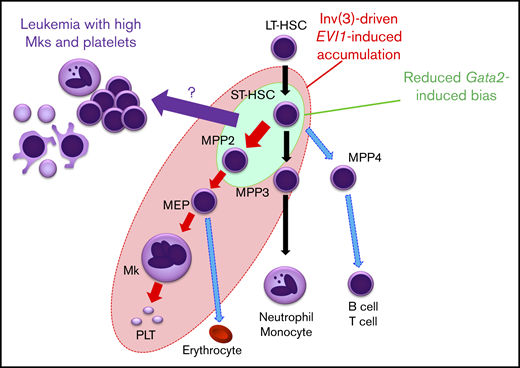 A model for lineage skewing and leukemogenesis induced by inv(3)-driven EVI1 expression and GATA2 haploinsufficiency. Inv(3)-driven EVI1 expression promotes expansion of MPP2 and MPP3, and also induces subsequent megakaryopoiesis (all cells encompassed by the red ellipse circle). Gata2 haploinsufficiency has a mild enhancement effect on MPP2 and ST-HSC (green circle). Based on the results that the 3q21q26-EVI1::Gata2+/gfp-induced leukemias nicely recapitulate major hematological features of patients with 3q AML with elevated Mk and platelet numbers, it is implied that the High Mk/platelet leukemia arises from a cell that could be ST-HSC, MPP2, or a progenitor somewhere between these 2 (purple arrow).