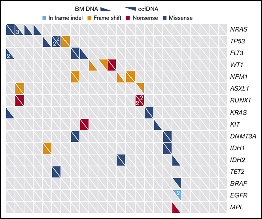 Distribution of mutations as detected by targeted sequencing of ccfDNA and bone marrow (BM). Only genes sequenced by both assays are included. Each column represents a unique patient with AML (N = 22), and each row represents a gene that was detected in at least 1 patient. Numbers, when present, indicate when >1 mutation of a given gene were detected in the same patient.