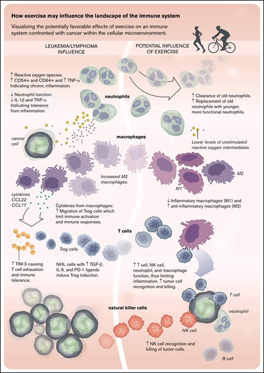 Diagram of how exercise may influence the landscape of the immune system. ↑, increased; ↓, decreased; PD-1, programmed cell death protein 1; TGF-β, transforming growth factor-β; TNF, tumor necrosis factor.