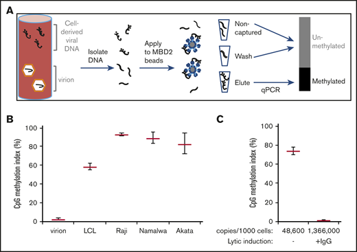 Methylated EBV DNA from latently infected cells is preferentially enriched by binding to methyl-DNA (MBD2) binding beads. (A) Schematic presentation of the technique. DNA is incubated with methyl-DNA binding beads. DNA from the unbound (noncaptured) fraction, washes (300 and 400 mM NaCl), and eluate (2000 mM NaCl elution) are all quantitatively amplified by quantitative PCR. (B) EBV methylation index of DNA from virions, a lymphoblastoid cell line, and Burkitt cell lines Raji, Namalwa, and Akata. (C) EBV methylation index of Akata cells in the absence of lytic replication, and after incubation with 50 μg/mL anti-human immunoglobulin G (IgG) to induce lytic viral replication.