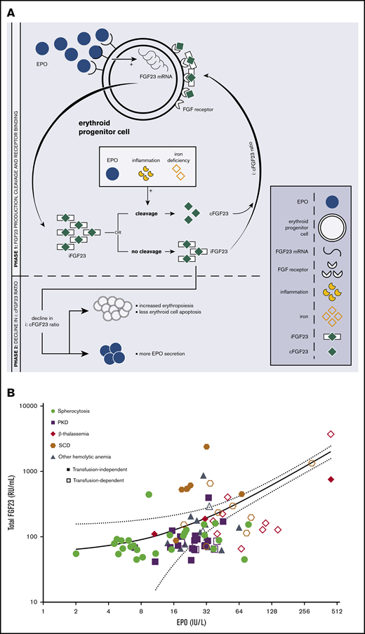 The relationship between EPO and FGF23 metabolism. (A) Schematic overview of the EPO-FGF23 signaling pathway in the erythroid lineage in bone marrow. Phase 1 shows FGF23 production, the secretory process, and FGF receptor binding; phase 2 summarizes the effects of a decrease in the i:cFGF23 ratio. (B) Correlation between C-terminal FGF23 and EPO. Individual patient data are represented as disease and transfusion requirement. Correlation between total FGF23 and EPO in patients with various hemolytic anemias: r = +0.64; 95% CI, 0.09-0.89. The solid line represents the linear regression line; the dashed lines are the 95% CI bands. PKD, pyruvate kinase deficiency; SCD, sickle cell disease.