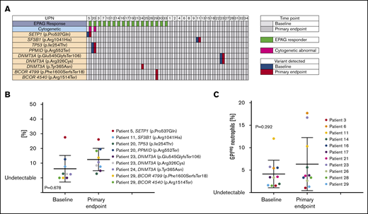 Acquired somatic mutations in relation to EPAG treatment. (A) Targeted deep sequencing for a panel of genes previously reported as associated with myeloid cancers (MC) or aplastic anemia (AA) was performed on bone marrow cells from all patients at baseline and at the primary end point. Each row indicates a specific MC/AA gene found mutated in at least 1 patient, and each column represents each patient’s samples at baseline and at the primary end point. The panel of MC/AA genes is given in the supplemental Methods, and the mutations detected are listed in supplemental Table 4. Patients are grouped according to response (green at primary end point designates response) and the presence of abnormal cytogenetics (pink box). (B) The percentage of variant alleles is shown on the y-axis at baseline and the primary end point for the 9 individual mutations detected in 6 patients, with a P value (paired Student t test) comparing VAF at baseline and primary end point. (C) The percentage of glycosylphosphatidylinositol-negative (GPIneg) PNH granulocytes in 11 patients with detectable clones at baseline and/or the primary end point are plotted, with a P value (paired Student t test) comparing baseline and primary end point. The 3 patients with germline mutations (UPN10, UPN30, and UPN34) had no somatic mutations detected.
