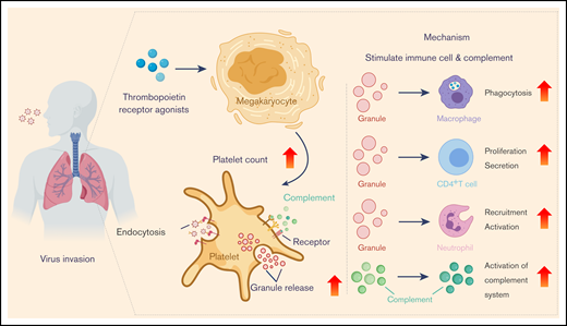 Antiviral activity and platelet-mediated mechanisms. TPO receptor agonists increase megakaryocyte viability and proliferation, leading to an increase in platelet counts. Platelets activated by virus endocytose virions and release granules, ultimately exerting their antiviral activity by stimulating immune cells and activating the complement system.