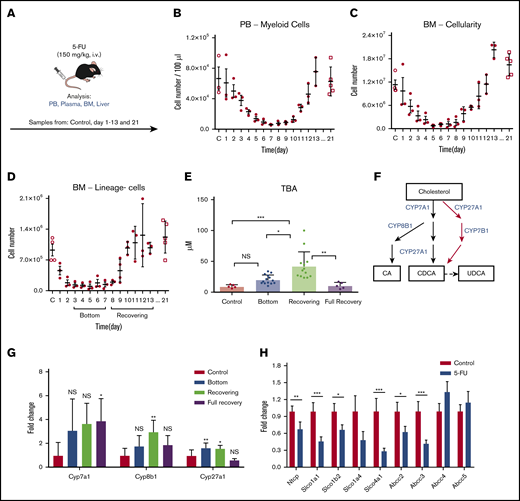 BAs in circulation are highly upregulated in a mouse model of chemotherapy. (A) The experimental setup of 5-FU treatment of mice. (B-D) 5-FU treatment and recovery in mice. PB total myeloid cellularity (B), BM total cellularity (C), and the number of lineage− cells (D) are shown (n = 3 for each time point). (E) TBA measurement in different phases of treatment and recovery in 5-FU–treated mice. (D) Different phases of treatment and recovery were based on lineage− cells (n = 5-14). (F) Production of primary BAs through the classic (black) and alternative (red) pathways. (G) Relative expression levels of key BA-producing enzymes in liver at different time points in 5-FU–treated mice. Fold change relative to control samples is shown (n = 5). (H) Expression changes in the main reuptake and efflux pumps in liver at recovery from 5-FU treatment, compared with the control. Fold change relative to control samples is shown (n = 5). Results are presented as means ± SEM. *P < .05; **P < .01; ***P < .001.