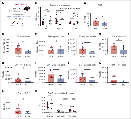 Low expression levels of key BA-producing enzymes predict poor recovery in mice. (A) The experimental setup of 5-FU treatment in Cyp8b1 KO mice. Heterozygous mice showing low messenger RNA expression levels of both Cyp7a1 and Cyp8b1 (0.01-fold compared with WT mice) were categorized as HT-low. (B) Expression of key BA-producing enzymes in Cyp8b1 KO mice. Gene expression levels relative to Actb are shown (n = 10-30). (C) TBA levels measured in plasma of Cyp8b1 KO mice on day 8 after 5-FU treatment. Fold change relative to WT/HT is shown (n = 7-26). (D-F) Cellularity in PB of WT/HT or HT-low mice on day 8 after 5-FU treatment. Total cellularity (D), myeloid cells (E), and lymphoid cells (F) are shown (n = 8-34). (G-I) Cellularity in BM of WT/HT or HT-low mice on day 8 after 5-FU treatment. Total cellularity (G), myeloid cells (H), and lymphoid cells (I) in femur and tibia are shown (n = 8-34). (J-L) Cellularity of primitive cells in BM of WT/HT or HT-low mice after 5-FU treatment. Lineage− cells (J), c-kit+ cells (K), and HSCs (defined as CD150+CD48−c-kit+Sca-I+lineage− cells) (L) in femur and tibia are shown (n = 8-34). (M) BA composition in recovery on day 8 after 5-FU injection (n = 7-24). Results are presented as means ± SEM. *P < .05; **P < .01; ***P < .001; ****P < .0001.