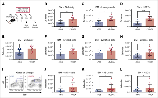 BA supplementation improves recovery after 5-FU chemotherapy. (A) The experimental setup of TUDCA supplementation in 5-FU–treated mice. (B-D) Cellularity in BM of TUDCA-treated mice on day 6. Total BM cells (B), lineage− cells (C), and HSPCs (defined as lineage−CD48−CD244−CD150+ cells) (D) in femur and tibia are shown (n = 10-11). (E-H) Cellularity in BM of TUDCA-treated mice on day 8. Total BM cells (E), myeloid cells (F), lymphoid cells (G), and lineage− cells (H) in femur and tibia are shown (n = 14-15). (I) Flow cytometry plots showing the Sca-I and c-kit expression pattern on lineage− BM cells of PBS- and TUDCA-treated mice on day 8. The gate represents c-kit+Sca-I+lineage− (KSL) cells. (J-L) Cellularity of primitive cells in BM of the TUDCA-treated mice on day 8. c-Kit+ cells (J), KSL cells (K), and HSCs (defined as CD150+CD48−KSL) (L) in femur and tibia are shown (n = 14-15). Results are presented as means ± SEM. *P < .05; **P < .01; ***P < .001; ****P < .0001.
