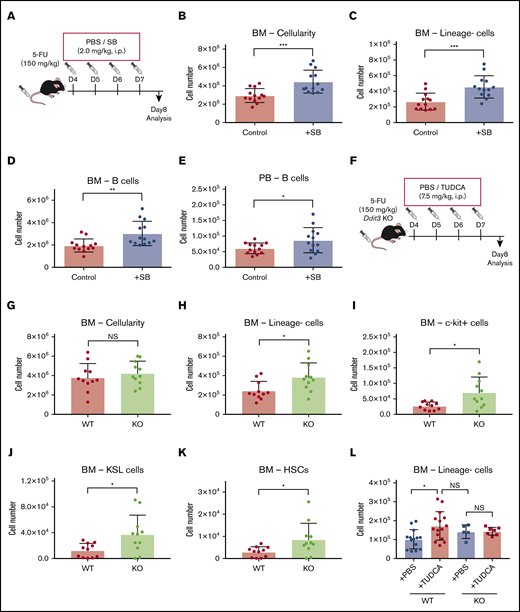Lowering of the ER stress response supports faster recovery after chemotherapy. (A) The experimental setup of 5-FU and SB injection into mice. (B-D) Cellularity in BM and PB of the SB-treated mice on day 8. Total BM cells (B), BM lineage− cells (C), BM B cells (D), and PB B cells (E) in femur and tibia are shown. (F) The experimental setup of 5-FU treatment of Ddit3 KO mice (n = 13). (G-K) Cellularity in BM and PB of treated Ddit3 KO mice on day 8. Total BM (G), lineage− cells (H), c-kit+ cells (I), KSL cells (J), and HSCs (defined as CD150+CD48− KSL) (K) in BM of the treated Ddit3 KO mice are shown (n = 11). (L) Lineage− BM cells of WT or Ddit3 KO mice on day 8 after 5-FU treatment, with or without supplementation of TUDCA. Mice were compared with KO mice that were treated with PBS (n = 5-15). Results are presented as means ± SEM. *P < .05; **P < .01; ***P < .001.