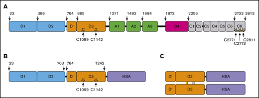 Domain structure of full-length VWF and rD′D3-FP. (A) Domain structure of native full-length VWF residues 1 to 2813, including propeptide D1D2 (blue) and the D′D3 domain (orange). Cysteines responsible for intra- and intermolecular dimerization are shown as yellow stars (C1099 and C1142 in the D3 domain; C2771, C2773, and C2811 in the CK domain). (B) rD′D3-FP monomer consisting of the propeptide domain D1D2 and the D′D3 domains of VWF N-terminally fused to human serum albumin (HSA; purple). This monomer dimerizes via its D3 domain to form the pro-rD′D3-FP dimer, which subsequently is processed by furin-catalyzed cleavage of the propeptide D1D2 to yield the final product, mature dimeric rD′D3-FP, as shown in panel C.