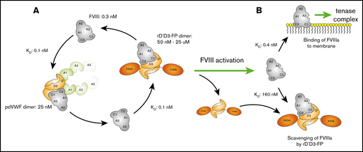 Hypothesis for reduced FVIII efficacy at high concentrations of rD′D3-FP in human plasma. (A) FVIII in human plasma (≈0.3 nM) exists primarily bound to its endogenous carrier protein VWF (≈25 nM dimer) as a result of its low KD (≈0.1 nM). The fast on- and off-rate of this interaction allows switching of FVIII to rD′D3-FP. At micromolar concentrations, most FVIII is expected to be bound to rD′D3-FP. (B) Upon activation of FVIII, its affinity for VWF is drastically reduced, resulting in its dissociation from rD′D3-FP. Some portion of this free FVIIIa is suggested to bind membranes to form the tenase complex. However, at high micromolar concentrations of rD′D3-FP, rebinding of FVIIIa might result in reduced availability of FVIIIa and, in turn, the observed loss of efficacy. HSA, human serum albumin.