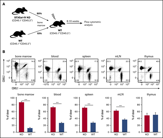 ST3Gal-IV is important for reconstituting the thymus in MBMC mice. MBMC mice generated with 90% bone marrow cells from ST3Gal-IV–deficient (KO) mice (CD45.2) and 10% bone marrow cells from WT mice (CD45.1/CD45.2 heterozygous) injected into irradiated recipient mice (CD45.1) were analyzed 9 weeks after reconstitution. (A) Schematic illustration of the experimental setup. (B) Flow cytometric analysis of indicated lymphoid organs. The dot plots show the distribution of WT donor cells (CD45.1+CD45.2+), ST3Gal-IV–deficient (KO) donor cells (CD45.1−CD45.2+), and WT recipient cells (CD45.1+CD45.2−) from 1 representative mouse. Bars represent the mean ± SEM frequency of WT (blue) and ST3Gal-IV–deficient (red) cells among all donor cells from 2 independent experiments with 14 mice in total per group. ***P <. 001 by 2-tailed Student t test.