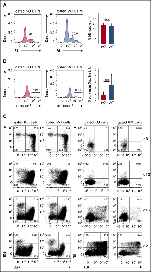 ST3Gal-IV is dispensable for the proliferation of ETPs in vivo and the in vitro development of thymocytes. Flow cytometric analysis of the proliferation (A) and apoptosis (B) of ST3Gal-IV–deficient and WT ETPs. MBMC mice were generated as described in Figure 1 and injected with EdU 6 hours before euthanasia. Histograms show the frequency of EdU-positive (A) or active caspase 3–positive (B) ST3Gal-IV–deficient (KO) or WT ETPs in the thymus of 1 representative mouse. Bars show the mean ± SEM frequency of EdU-positive (A) or active caspase 3–positive (B) WT (blue) or ST3Gal-IV-deficient (red) ETPs of 2 independent experiments with 8 total mice. (C) Flow cytometric analysis of thymocyte development in the OP9-DL1 coculture system. Sorted WT (CD45.1) and ST3Gal-IV–deficient (CD45.2) LSK cells were cocultured in the same well on OP9-DL1 cell layer. Dot plots show the frequencies of the various thymocyte populations at days 8, 12, 16, and 21 of culture of gated KO or WT cells. The dot plots are representative for 3 independent experiments.