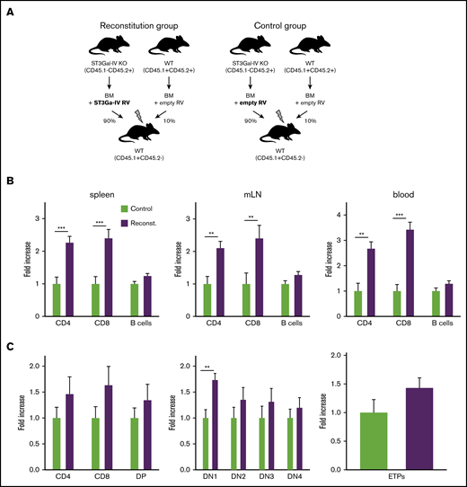 Retroviral reconstitution of ST3Gal-IV KO cells partially corrects the defect in T-cell development. (A) Schematic illustration for the generation of retrogenic MBMC mice as described in the main text. Fold increase of T and B cells (B) or thymocyte subsets (C) within the reconstituted ST3Gal-IV–deficient mice-derived cell populations in the reconstitution group (purple) compared with the ST3Gal-IV–deficient mice-derived cell populations in the control group (light green) set to the value of 1. Bars represent the mean ± SEM of 3 independent experiments with 11 to 17 mice per group. **P < .01 and ***P < .001 by 2-tailed Student t test.
