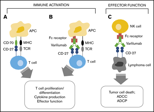Mechanism of varlilumab antitumor activity. Interaction of CD27 and CD70 (A) and varlilumab and the Ag-specific TCR (B) in the immune activation of effector T cells. (C) Interaction of CD27-expressing tumor cells with varlilumab on natural killer (NK) cells for a cytolytic response. APC, antigen-presenting cell; MHC, major histocompatibility complex.