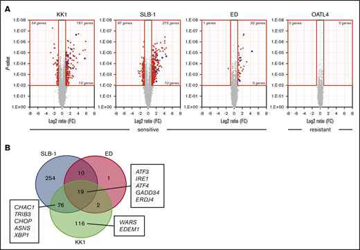 Volcanic plot representing differentially expressed genes of MK-2048–treated cells and Venn diagram of microarray results. (A) Volcano plot (fold change by significance) showing the gene expression ratio of the indicated cells after 16-hour treatment with 25 μM MK-2048. The gene expression ratios of the treated cells relative to untreated cells are shown (n = 3). Approximately 20 000 genes were tested. Red indicates significantly differentially expressed genes (P < .01, fold change (FC) >2); blue indicates UPR-related genes (listed in Table 1). The gene expression levels did not change in OATL4 cells. (B) Venn diagram of microarray results. Overlapping circles demonstrating the number of genes significantly differentially expressed by MK-2048 treatment in common, partially in common, or unique to each specific cell line. Blue circle: SLB-1 cells; red circle: ED cell; green circle: KK1 cells. The UPR-related genes are listed.