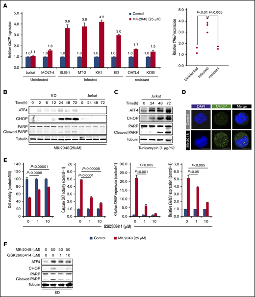 MK-2048 induces ER stress–related apoptosis in MK-2048-sensitive HTLV-1–infected cells. (A) CHOP mRNA expression levels in the indicated cells after 16-hour treatment with 25 μM MK-2048. The mRNA expression levels of treated cells relative to those of untreated cells are shown. The results are expressed as the mean ± SD of 3 independent experiments. The bar graph is shown as a dot plot. (B) The levels of protein expression in ER stress–related molecules at the indicated times after the addition of 25 μM MK-2048 in indicated cells are shown. (C) The levels of protein expression in ER stress–related molecules at the indicated times after the addition of 1 μg/mL tunicamycin in Jurkat cells are shown. (D) Representative immunostaining for CHOP (green) in KK1 cells after 24-hour treatment with 25 μM MK-2048. Bars represent 10 μm. (E) Cell viability, caspase-3/7 activity, and CHAC1 and CHOP mRNA expression levels in ED cells 24 hours after treatment with 50 μM MK-2048. The indicated values show the ratio of MK-2048–treated or –untreated cells. ED cells were pretreated for 1 hour with the indicated concentrations of GSK2606414 prior to the addition of 50 μM MK-2048. The indicated concentrations of GSK2606414 were added to the control cells. The results are expressed as the mean ± SD of 3 independent experiments. (F) Protein expression levels of ER stress–related molecules in ED cells at the indicated concentrations of GSK2606414 and 50 μM MK-2048.