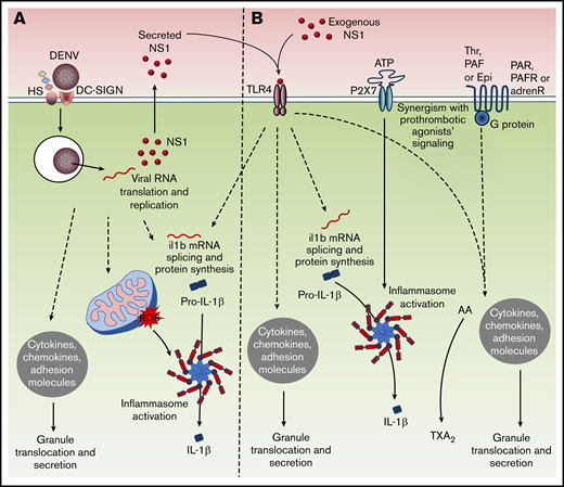Schematic of inflammatory signaling in platelets upon DENV infection and NS1 stimulation. (A) DENV infection activates platelets inducing the translocation of granule-stored factors, pro-IL-1β synthesis, and inflammasome-mediated IL-1β secretion. Platelets support viral genome replication and translation, releasing NS1 to the extracellular space. Secreted NS1 amplifies degranulation and IL-1β synthesis in infected platelets through an autocrine loop. (B) Exogenous NS1 activates platelets through TLR4, leading to translocation and release of stored factors, and to pro-IL-1β synthesis. Synergism with procoagulant agonists potentiates NS1-induced platelet activation, increasing granule secretion (thrombin, PAF, or epinephrine), inducing the synthesis of TXA2 (thrombin or PAF), or activating inflammasome to trigger IL-1β processing and release (ATP).