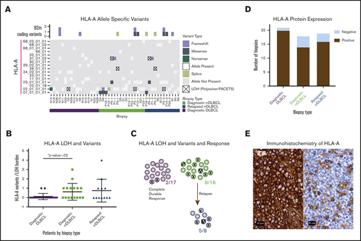 Frequent alterations of HLA-A in rrDLBCL. (A) For each biopsy type (diagnostic DLBCL, diagnostic rrDLBCL and relapse rrDLBCL), MHC class I allele inference for HLA-A was performed using POLYSOLVER. Depicted along the vertical axis are all inferred alleles from the WES with matched normal cohort (n = 37; b = 45). Each box is colored to represent absence, presence, loss, or mutation of each allele in each biopsy. Above the grid, B2M protein-coding variants in each biopsy are shown as boxes colored by mutation type. (B) Mutation burden in HLA-A per sample by biopsy type. Comparing initial diagnostic biopsies that do (green) or do not (purple) go on to relapse, the relapsing cases show a significantly higher burden of HLA-A alterations (P < .02, unpaired Student t test with Welch correction). (C) Increased mutational burden in HLA-A in cases that go on to progress or relapse from R-CHOP–like therapies. Each circle represents a case where analysis was available, each X represents a mutation or LOH event. (D) Immunohistochemical analysis of HLA-A protein expression in the combined cohort of DLBCL samples from the WES and targeted sequencing cohorts. Classification into HLA-A negative and positive staining was performed for each biopsy type, n = 55, b = 58. (E) Representative images of IHC staining of HLA-A; HLA-A+ and HLA-A− biopsies obtained on a Nikon Eclipse Ci at 60× objective.