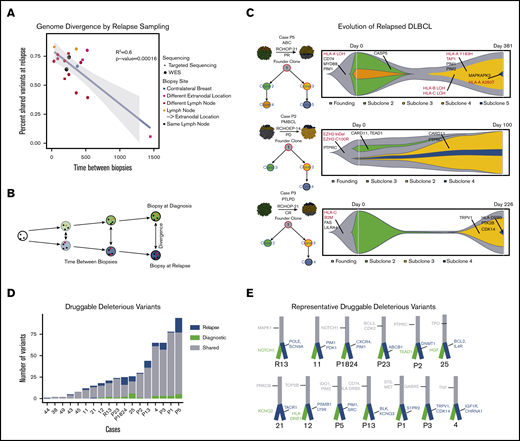 Genomic evolution and druggability. Mutational dynamics and evolutionary divergence in serially sampled rrDLBCL cases. (A) rrDLBCL cases that were serially sampled between treatment regimens were analyzed to compare the genomic alterations before and after treatment. Variants were classified as shared (present in both biopsies) or private (present in only 1 biopsy). For each case, the percent of shared variants between the diagnostic and relapse biopsies was calculated and plotted against time between biopsies. Biopsy site location and type of sequencing (WES or targeted) were integrated as the color and shape of each point, respectively. A negative linear correlation between genetic similarity and time between biopsies was observed (P < .00016). (B) Below the plot, a schematic example is shown: over time, a founding clone (white circle with black founding mutations) evolves into the clones present at diagnosis (green with orange private mutations) and at relapse (blue, with red private mutations). Clonal evolutionary analysis and identification of druggable alterations was performed, n = 18. (C) Schematic images of representative biopsies are shown with inferred clonal population percentages and branching evolutionary trees. Clinical information including subtype and treatment are displayed. To the right of each case, “fish plots” illustrate the clonal architecture of the 2 tumor biopsies, inferred from clonal fractions of mutation clusters and response to treatment. Mutations in genes of interest are shown in clones when they occurred, with genes involved in antigen presentation highlighted in red. (D) Druggable somatic mutations were identified using the Open Targets Platform, and oncogenic potential was estimated using CADD. Histogram of mutation counts of those variants identified as druggable and oncogenic in serially biopsied cases colored by shared vs private status, relapse vs diagnostic (n = 18, b = 37) paired Student t test (n = 16 (excluded relapse-relapse serial pairs), P = .0221). (E) Illustrative branched evolutionary trees representing founding clone mutations (gray trunk) and mutations private to diagnostic biopsies and relapsed biopsies (green and blue, respectively). Druggable mutations in genes of interest are displayed.