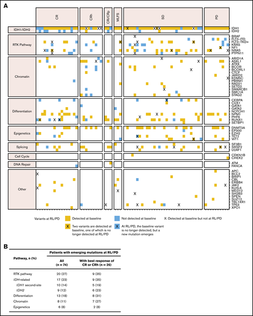 Mutations in genes and pathways detected at relapse and progression. (A) Gene mutations detected at relapse/progressive disaease (RL/PD) in patients with paired baseline and RL/PD data (n = 74), with genes organized by pathway and patients sorted by best overall response. Blue squares indicate new mutations at RL/PD that were not detected at baseline. Blue squares in the IDH1 mutation row indicate emergent second-site IDH1 mutations at time of RL/PD. Orange squares indicate mutations identified at RL/PD that were also detected at baseline. An X indicates that a variant in that gene that was detected at baseline is no longer detected at relapse. (B) Frequency of emergence of mutations by pathway in patients with data at baseline and at RL/PD (n = 74). CRi, complete remission with incomplete hematologic recovery; CRp, complete remission with incomplete platelet recovery; MLFS, morphologic leukemia-free state; SD, stable disease.