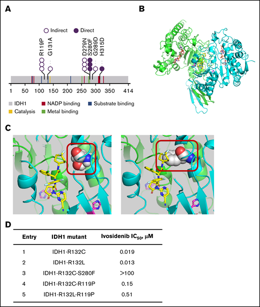 2-HG–restoring mutations emerging at relapse or disease progression. (A) Second-site IDH1 mutations emerging during ivosidenib treatment (n = 20). Each circle represents a single patient with detection of the mutation. Direct denotes that the mutation makes contact with the ivosidenib or cofactor (NADPH) binding pocket by 3-dimensional modeling. Indirect denotes that it induces structural changes in vicinity of ivosidenib or cofactor binding pockets (hypothesized). Novel mutations (not previously published) are mostly the indirect type. (B) Crystal structure of IDH1-R132H in the inactive, open conformation. The cocrystal structure of IDH1-R132H with inhibitor 20a (PBD accession no. 5L57)40 was obtained at 2.7 Ao resolution and used to develop the model for the ivosidenib analog AGI-14686 (supplemental Methods). The homodimeric protein structure is shown with the inhibitor (AGI-14686) in yellow, occupying the middle of the tetra-helical domain. The protein monomers are shown in green and cyan, the mutated 132H residue in magenta and cofactor NADPH in orange. (C) The mIDH1-AGI-14686 binding model for the IDH1-R132H-S280F mutation places the di-F cyclopentane of AGI-14686 near Ser280 (left). Mutation of Ser280 to Phe (right) will create a steric interference with ivosidenib (or its analogs), and thus will no longer bind to mIDH1. The mIDH1 protein is depicted in cartoon (green and blue for each monomer), the ivosidenib analog AGI-14686 in yellow sticks, and residue 280 in spheres (Ser in the left panel, Phe in the right panel). R132H is shown in magenta. (D) Biochemical 50% inhibitory concentration (IC50) for second-site IDH1 mutations. We expressed various combinations of IDH1 mutants with second-site mutations and examined biochemically whether they were still inhibited by ivosidenib.