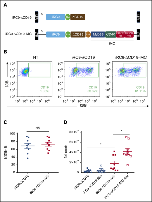 iMC augments NK cell proliferation in vitro. (A) Schematic of the retroviral vector design for iRC9-ΔCD19-iMC encoding iRC9, signaling-defective truncated human CD19, and iMC with the transgenes separated by T2A and P2A ribosomal skipping sequences and the control vector iRC9-ΔCD19 encoding iRC9 and truncated human CD19. (B-C) Flow cytometric analysis to determine transduction efficiency using anti-CD19 and anti-CD56 antibodies 8 days after transduction. (D) At day 5 posttransduction, iMC.iRC9- or iRC9-modified NK cells were cultured in the presence or absence of 1 nM of rimiducid (Rim). At day 10 posttransduction, the live cells were counted using acridine orange and propidium iodide staining. Paired Student t test was used to compare indicated groups. *P < .05. NS, not significant.