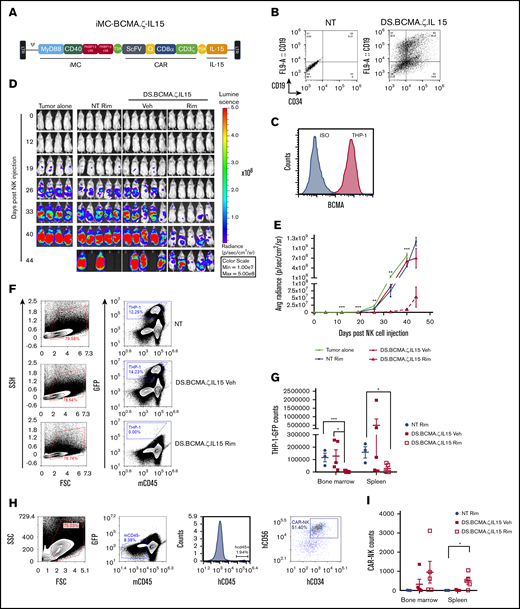 iMC enhanced antitumor efficacy of BCMA-CAR NK cells against THP-1 tumors in NSG mice. (A) Schematic retroviral vector encoding iMC; CAR including BCMA-targeting single-chain variable fragment, the minimal CD34 epitope (Q), CD8α stalk and transmembrane region, and the CD3ζ signaling domain; and human IL-15 with the transgenes separated by T2A and P2A ribosomal skipping sequences. (B) Activated NK cells were doubly transduced with γ-retroviral vectors encoding iMC-BCMA.ζ-IL15 and iRC9-ΔCD19 to generate DS.BCMA.ζ/IL15-modified NK cells. Flow cytometric analysis to determine transduction efficiency is displayed using anti-CD34 (iMC-BCMA.ζ-IL15) and anti-CD19 (iRC9-ΔCD19) antibodies compared with nontransduced (NT) NK cells. (C) BCMA expression in THP-1 tumor cells was determined by flow cytometric analysis with anti-BCMA antibody or isotype control. (D-E) NSG mice (n = 5 per group) were engrafted with 107 NK cells NT or transduced with DS.BCMA.ζ.IL15 NKs 3 days after IV implantation of 106 THP-1–eGFPFFluc tumor cells; 1 mg/kg of rimiducid (Rim) or vehicle (Veh) was administrated IP 5 times per week for the first week and 3 times per week thereafter. BLI was monitored by IVIS. Multiple Student t tests were used to compare DS.BCMA.ζ/IL15 NK Rim group with tumor alone group. (F-G) From day 40 to 48, mice from NT, DS.BCMA.ζ.IL15 NK vehicle, and Rim groups were euthanized. THP-1–eGFPluc cells were identified in bone marrow and spleen as GFP+ populations. (H-I) Human NK cells were identified in spleen and bone marrow as mCD45−GFP−hCD45+hCD34+ populations. Student t test was used for comparisons. *P < .05, **P < .01, ***P < .001. FSC, forward scatter; SSC, side scatter.