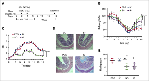 BM-MSC delivery through IV route has no effect in colitis prevention. (A) Cartoon depicts the experimental schemes for results depicted in panels B-E. Mice (N = 5 per test group) received 4.0% (w/v) of DSS orally for 6 days. BM-MSCs were transferred IP, SC, or IV into the syngeneic mice at days 2 and 4. The development of colitis is examined by measuring body weight change relative to the initial body weight at day 0 (B), disease activity index (C), H&E staining (D), and histological score (E). Bars represent the mean ± SEM (N = 5 for all experiments). (D) Bars represent 100 μm. Statistical analysis was assessed by Student t test (E) and 2-way ANOVA (Tukey test) (B-C). **P < .01, ***P < .001, ****P < .0001.