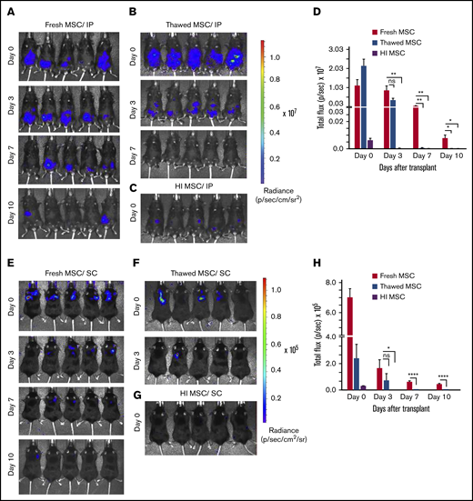 Dwell time of IP/SC delivered thawed and heat-inactivated BM-MSCs are compromised. (A) Longitudinal in vivo images of representative mice are shown at selected time points. Bioluminescence (BL) is symbolized by pseudocolored heat maps in which values in scale bars are photons/s/cm2/sr. BL was assessed in mice receiving fresh culture-rescued BM-MSC (A,E), cryopreserved BM-MSC (B,F), or HI-BM-MSC (C,G) via IP (A-C) or SC (E-G) on the indicated days of postcell injection. (D,H) BL was measured from all in vivo ROIs at each time point as total flux (photons per second). The graph shows averages ± SEM from 3 independent experiments, N = 5 mice per group per experiment. *P < .05, **P < .01, ****P < .0001 using Student t test. ns, not significant.